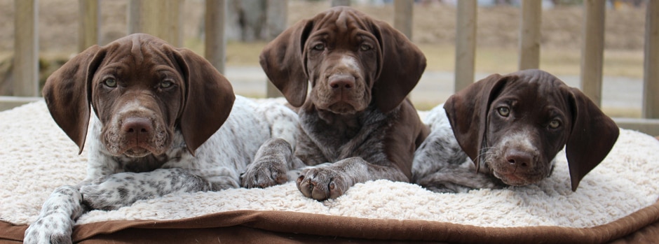 Үйде жыныстық қатынас, олар көрініп жатқанын білмейді